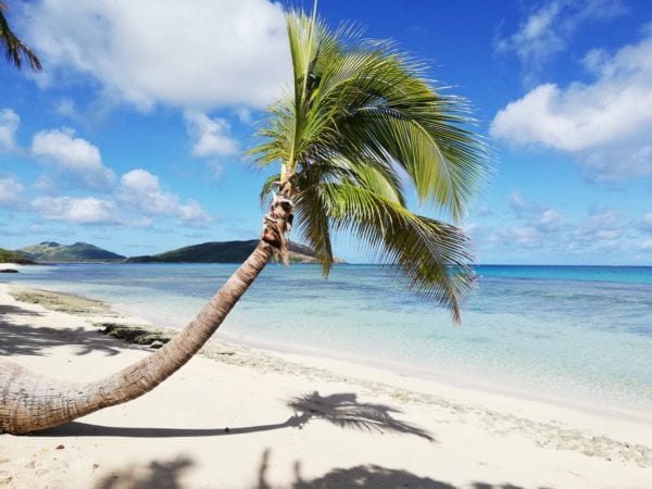 Palm tree on the beach Fiji
