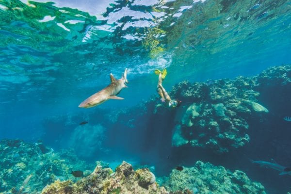 Desitinations Yasawa Islands Fiji Snorkel With Sharks Credit Awesome Adventures