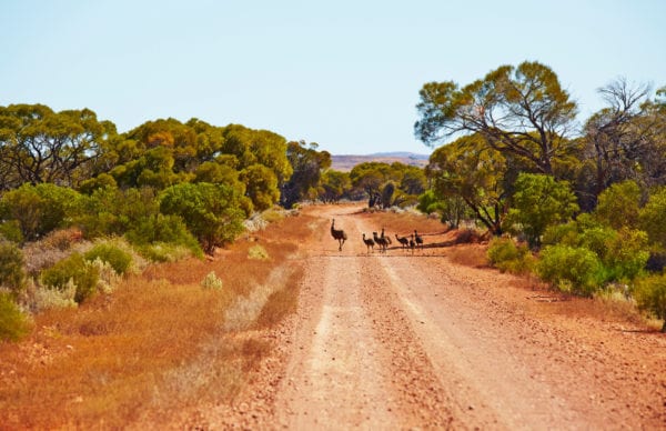 Emus Innes National Park
