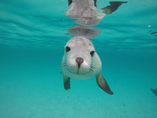 Sea lion swim