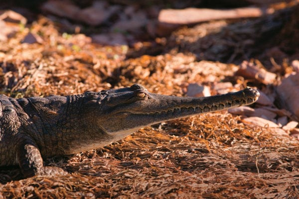 Freshwater crocodile (Crocodylus johnstoni) at Lake Argyle