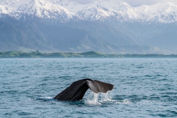 Sperm Whale Kaikoura New Zealand
