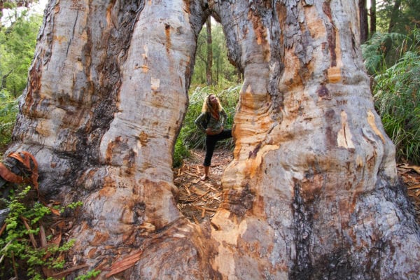 Walpole Giant Tingle Tree South West Australia
