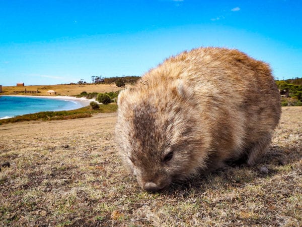 Wombat on Maria Island Tasmania