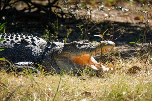 Crocodile Kakadu National Park