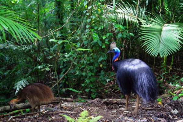 Destinations Tropical North Queensland Cassowary And Chick Active Tropics