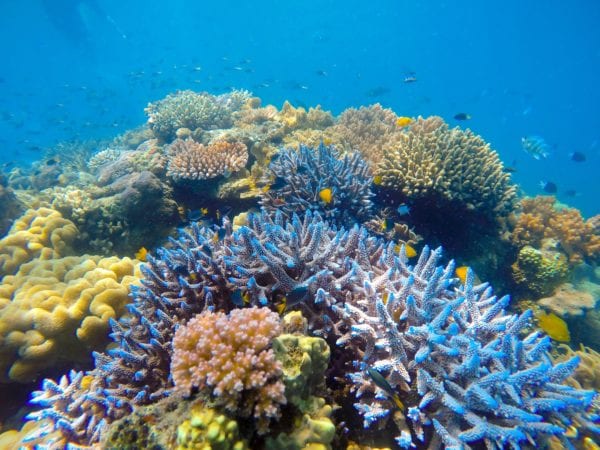Cape Tribulation Great Barrier Reef
