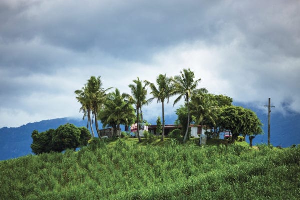 Viti Levu Sugar Cane Fiji