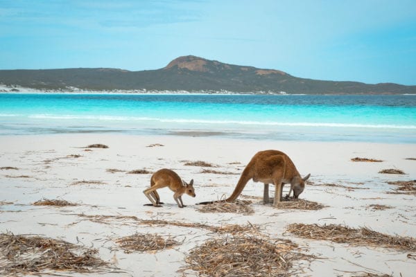 West Coast Australia Kangaroos Lucky Bay