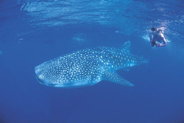 Snorkelling With A Whale Shark (rhincodon Typus)