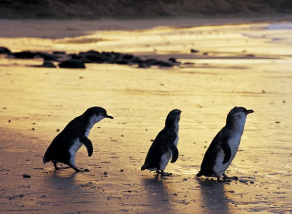 Penguin Parade Phillip Island Nature Park