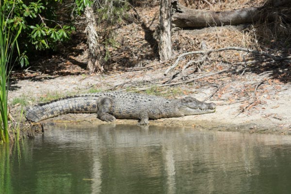 Crocodile Daintree River