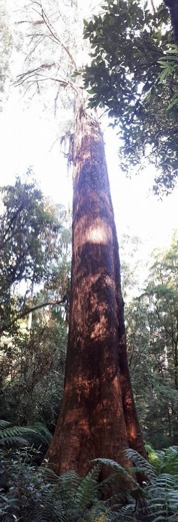 Great Ocean Road Australia Big Tree
