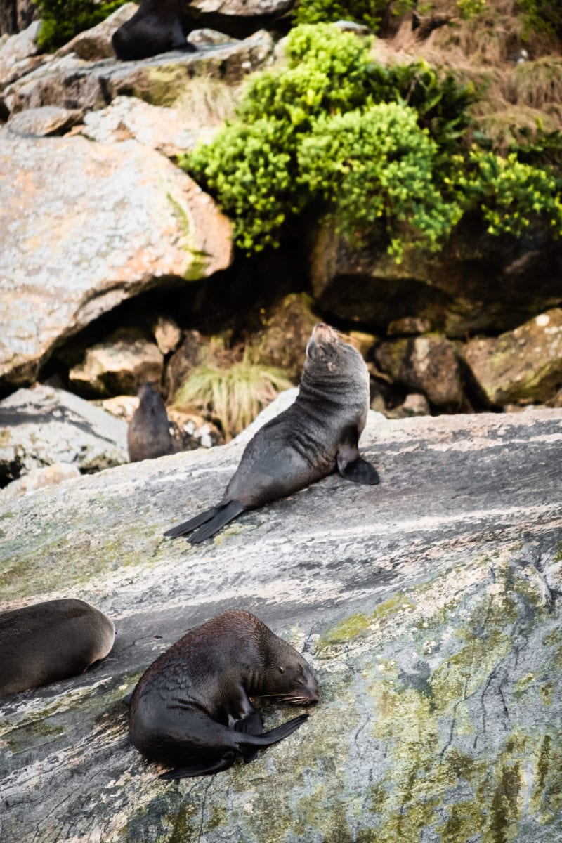 Fur Seal New Zealand