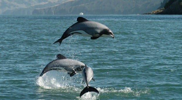 Hector Dolphin New Zealand
