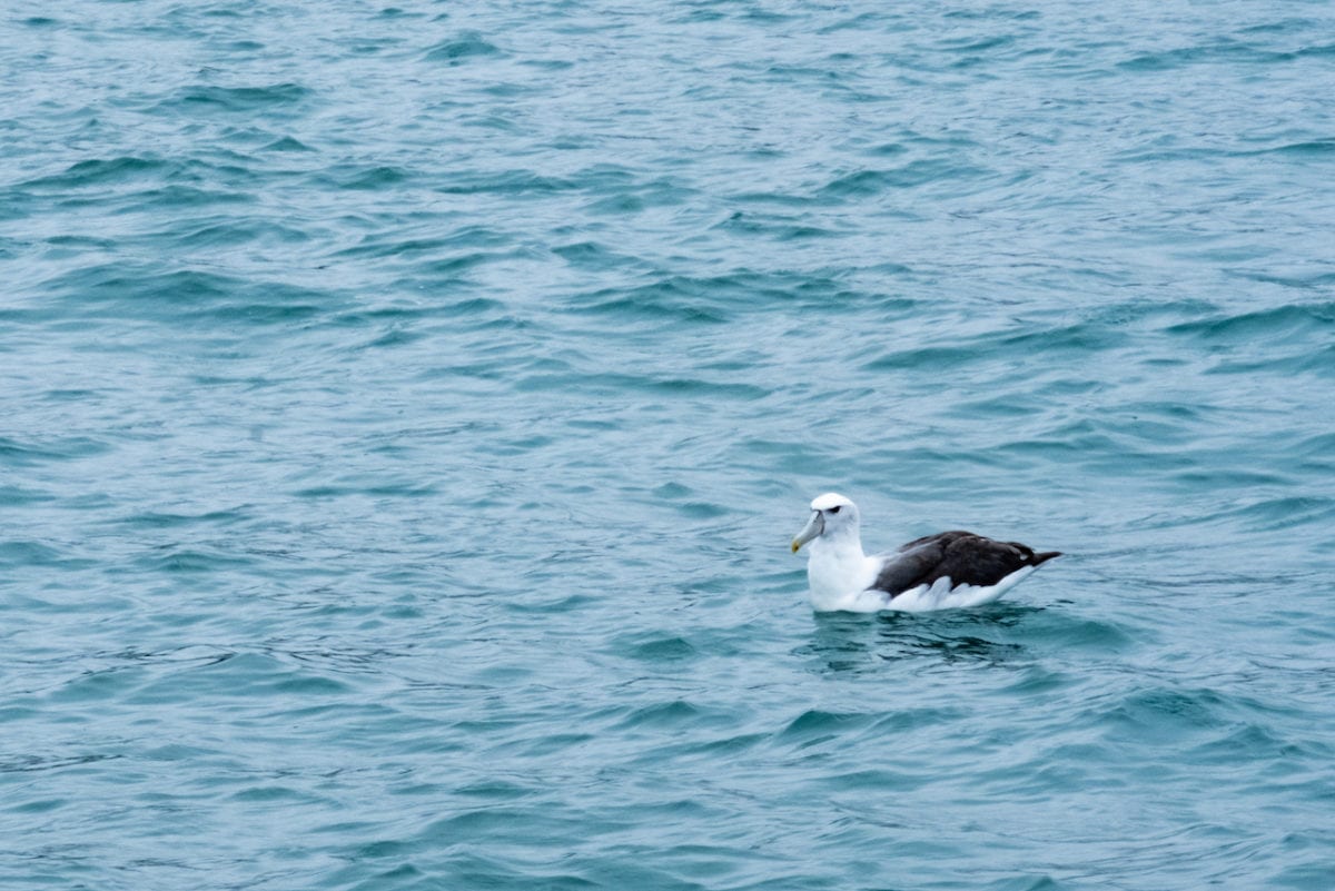 New Zealand Royal Albatros