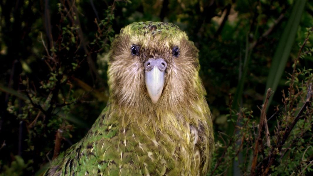 Sirocco Kakapo New Zealand
