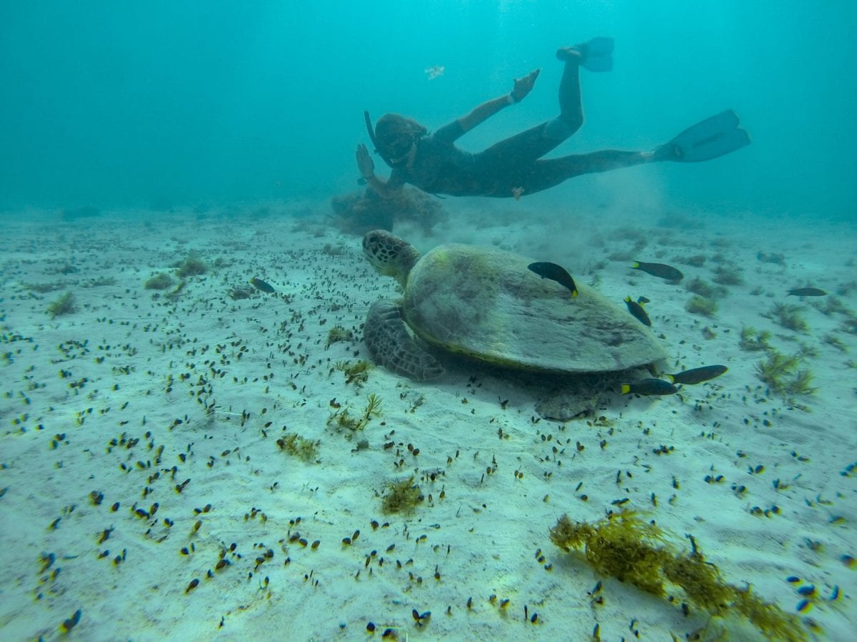 Lorene Australie Ningaloo Reef Snokelling