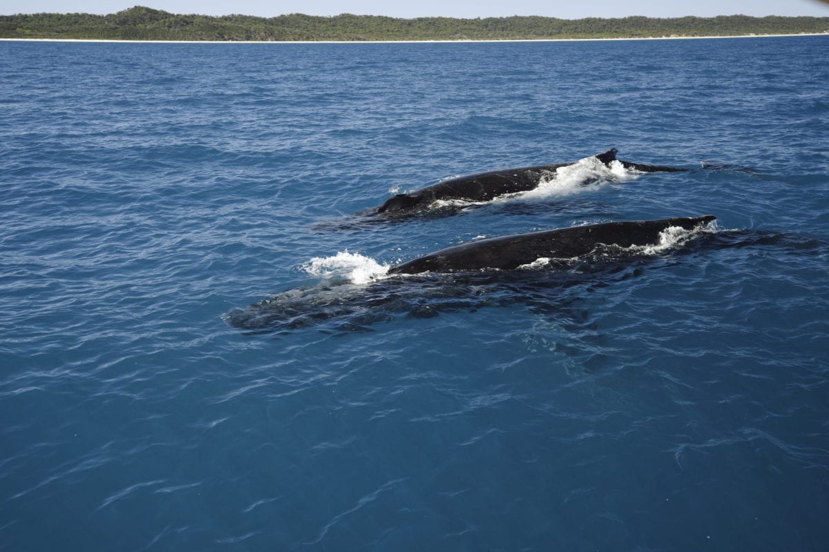 Whale watching Fraser Island
