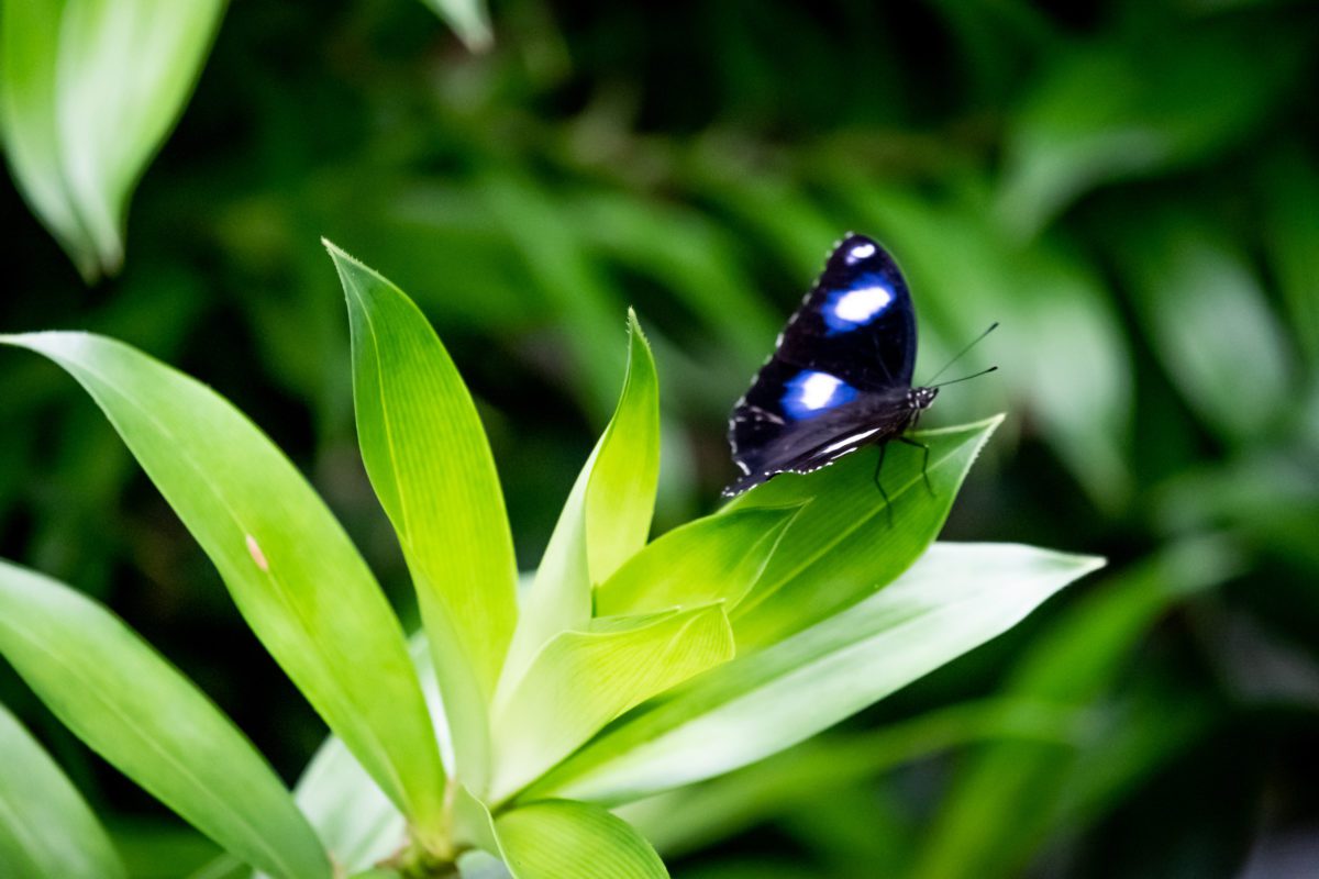 Butterfly Sanctuary Kuranda