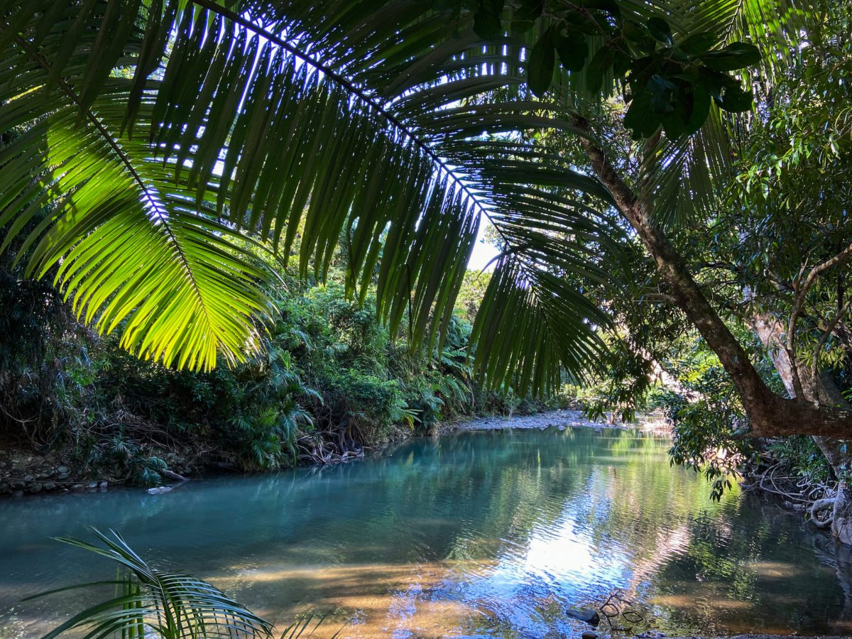 Daintree rainforest creek