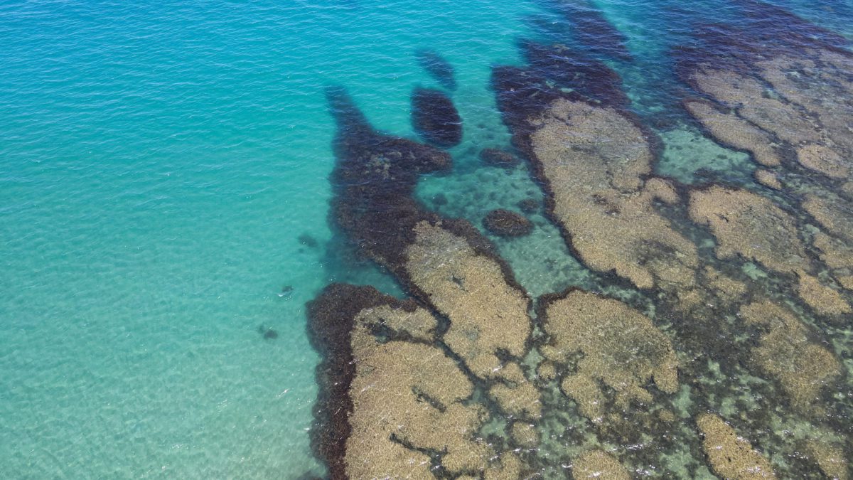 Great Barrier Reef Daintree