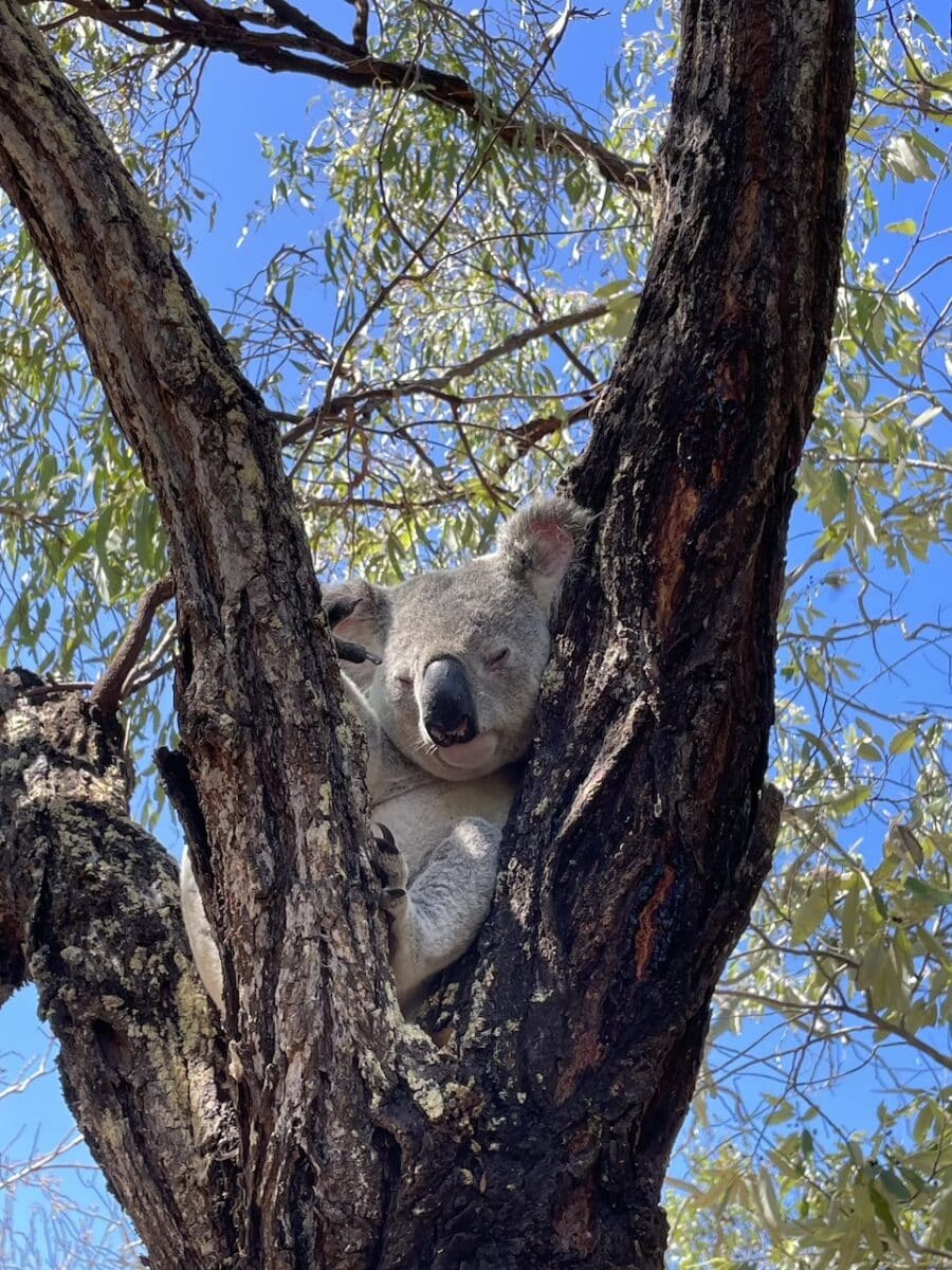 Australie Koala Magnetic Island